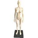 HUBERY MODEL 11 Inch Female Human Anatomy Model of Art Anatomy Figure(White)