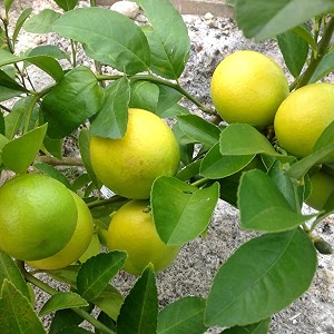 hug a plant  lemoncherunaranga citrus limon fruitornamental live plant home amp garden