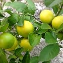 Hug A Plant | Lemon/Cherunaranga (Citrus limon) Fruit/Ornamental Live Plant (Home & Garden)
