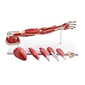 Human Anatomical Muscular Arm Model, 7 Part Life Size Numbered Muscular Upper Limb Shoulder Hand Model with Removable Muscles for Medical Physiology Study Teaching Includes Stand