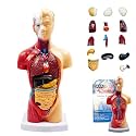 Human Anatomy Torso Model, 15 Detachable Parts, Suitable As A Gift for Children Or Students, Professional Science Teaching Tool