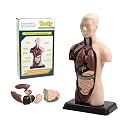 Human Body Model Removable Anatomy Human Model 6 Pcs Removable 9.65 inchs