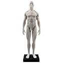 Human Body Musculoskeletal Anatomical Model for Study and Teaching (30CM2)