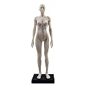 Human Body Musculoskeletal Anatomical Model for Study and Teaching (30CM3)