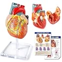 Merinden Human Heart Model for Anatomy, Life Size 2 Part