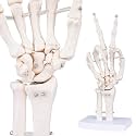 Human Skeleton Hand Model - Life Size Anatomical Finger Bone Model with Articulated Flexible Joints Shows Wrist Ulna Radius for Medical Demonstration Study Education & Display Base