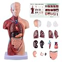 Ultrassist Human Body Model for Science Education, 15-Part Torso