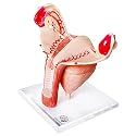 EVOTECH Human Uterus Ovary Urinary Bladder Model On Plexiglass Base