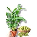 Hybrid All Spice PlantPimenta dioica All Spice