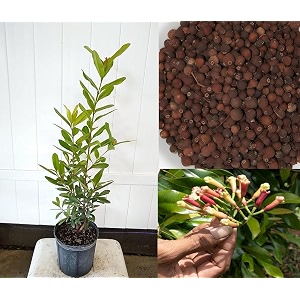 Hybrid All Spice Plant Sarvasugandhi Pimenta dioica