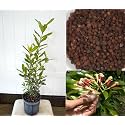 Hybrid All Spice PlantSarvasugandhi Pimenta dioica All