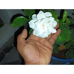 bdsresolve all season hybrid gardenia flower live plantgandhoraj flower live plant for garden pack of 1