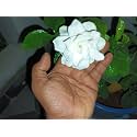 BDSresolve All season Hybrid gardenia flower live plant||gandhoraj flower live plant For Garden Pack of 1