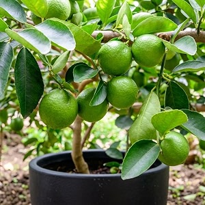 hybrid kagzi lemon tree live plant  nimboo plant  fruit bearing tree