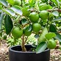 Hybrid Kagzi Lemon Tree Live Plant | Nimboo Plant | Fruit Bearing Tree