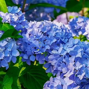 Hydrangea Blue Live Flowering Plant with Pot
