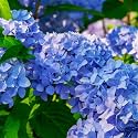 Hydrangea Blue Live Flowering Plant with Pot