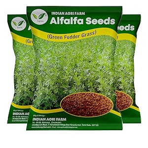 iagrifarm alfalfalucernekuthirai masal seeds - 250 gram - multicut - for fodder cultivation