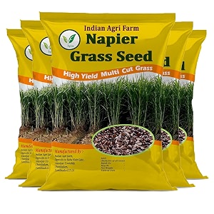 iagrifarm napier grass seed - 5 kg approx 80000 seeds  high yield perennial multicut fodder grass seed - for pasture and silage for cattle