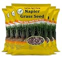 Iagrifarm Napier Grass Seed - 5 Kg (Approx. 80000 Seeds) / High Yield Perennial Multicut Fodder Grass Seed - for Pasture and Silage for Cattle