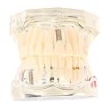 iDENTical All In One Dental Implant Model M2001 White Demonstration Model for Implant Training Prosthodontic Education Surgical Planning and Patient Explanation