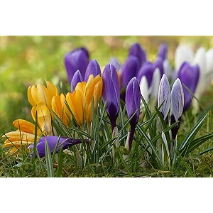 IMP. Saffron Crocus Excellent Quality Flower