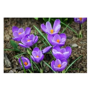 IMP. Saffron Crocus Excellent Quality Flower