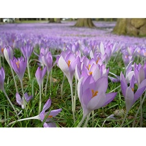 IMP. Saffron Crocus Excellent Quality Flower