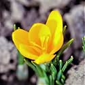 IMP. Saffron Crocus Excellent Quality Flower