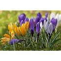 IMP. Saffron Crocus Excellent Quality Flower