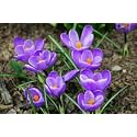 IMP. Saffron Crocus Excellent Quality Flower