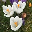 IMP. Saffron Crocus Excellent Quality Flower