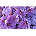 IMP. Saffron Crocus Excellent Quality Flower