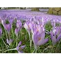 IMP. Saffron Crocus Excellent Quality Flower