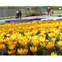 IMP. Saffron Crocus Excellent Quality Flower