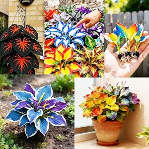 imported hosta flower seeds mix for home and garden 70 seeds per pack