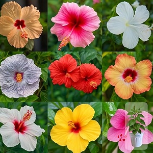 indian gardens - hibiscus live plant  indoor outdoor plant  hibiscus rosa-sinensis  malvaceae any colour 6 39 white