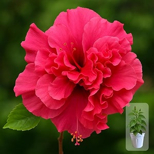 indian gardens - hibiscus live plant  indoor outdoor plant  hibiscus rosa-sinensis  malvaceae double red 6 39 white