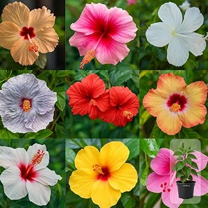 indian gardens - hibiscus live plant  indoor outdoor plant  hibiscus rosa-sinensis  malvaceae any colour 4 39 min  2