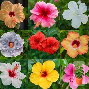 indian gardens - hibiscus live plant  indoor outdoor plant  hibiscus rosa-sinensis  malvaceae any colour 4 39 terracotta