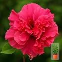 Indian Gardens - Hibiscus Live Plant | Indoor Outdoor Plant | Hibiscus rosa-sinensis | Malvaceae (Double Red, 4 ' Terracotta)