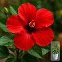 Indian Gardens - Hibiscus Live Plant | Indoor Outdoor Plant | Hibiscus rosa-sinensis | Malvaceae (Red, 6 ' White)