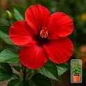 Indian Gardens - Hibiscus Live Plant | Indoor Outdoor Plant | Hibiscus rosa-sinensis | Malvaceae (Red, 4 ' Terracotta)
