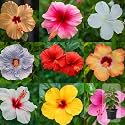 Indian Gardens - Hibiscus Live Plant | Indoor Outdoor Plant | Hibiscus rosa-sinensis | Malvaceae (Any Colour, 6 ' Black)