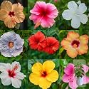 Indian Gardens - Hibiscus Live Plant | Indoor Outdoor Plant | Hibiscus rosa-sinensis | Malvaceae (Any Colour, 6 ' White)