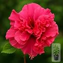 Indian Gardens - Hibiscus Live Plant | Indoor Outdoor Plant | Hibiscus rosa-sinensis | Malvaceae (Double Red, 4 ' (Min : 2))