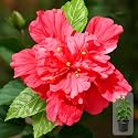 Indian Gardens - Hibiscus Live Plant | Indoor Outdoor Plant | Hibiscus rosa-sinensis | Malvaceae (Double Petal, 6 ' Black)