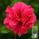 Indian Gardens - Hibiscus Live Plant | Indoor Outdoor Plant | Hibiscus rosa-sinensis | Malvaceae (Double Red, 6 ' White)