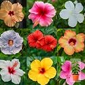 Indian Gardens - Hibiscus Live Plant | Indoor Outdoor Plant | Hibiscus rosa-sinensis | Malvaceae (Any Colour, 4 ' Terracotta)