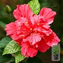 Indian Gardens - Hibiscus Live Plant | Indoor Outdoor Plant | Hibiscus rosa-sinensis | Malvaceae (Double Petal, 4 ' (Min : 2))